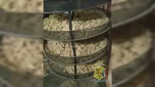 Двое кировчан подозреваются в незаконном хранении и культивировании наркосодержащих растений