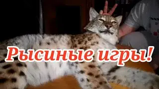 Рысиные игры с 