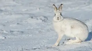 ОХОТА на ЗАЙЦА ОХОТА на ЛЫЖАХ  ОХОТА С СОБАКОЙ ПОДНЯЛ с ЛЕЖКИ ЗАЯЦ ВЫШЕЛ на НОМЕР ДОБЫЛ ЗАЙЦА