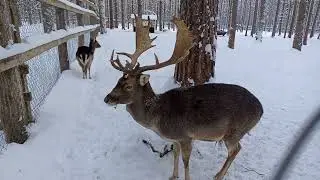 Doe with horns