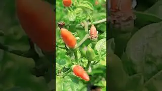 അടിവളമായി എല്ലുപൊടി....🌱🌱🌱