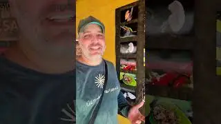 Atividade com crianças no Parque Estadual Paulo Cesar Vinha | Soltura de Tartaruga marinha