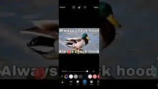 How To Create Advice Mallard Meme With PicsArt