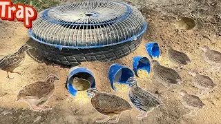 Quail Trap Using Rickshaw tyre With Plastic Pipe| Btair Trap Easy And Fast | ​⁠