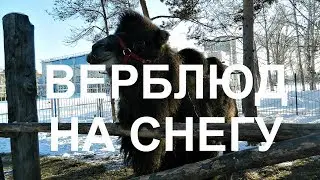 Прогулка в парке...  олень, верблюд и лошадки
