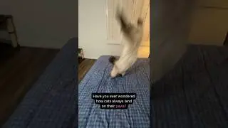 I KNOW you wondered about this CAT FACT!