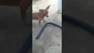 brincando de pega-pega com o caramelo e seu amigo esquisito ao som de Toxic da Britney Spears