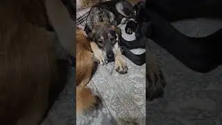 Грусть - тоска😀