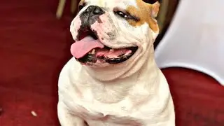 Chovajú psov za niekoľko tisíc € (American Bully)
