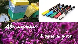 Две матки в одном улье облетелись.Продолжение.Готовим к главному взятку.