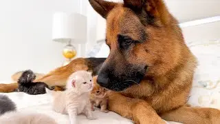 German Shepherd Loves Baby Kittens