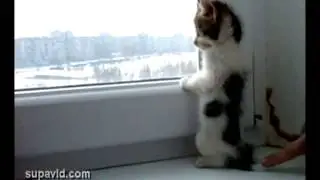 Трогательный маленький котенок смотрит в окно