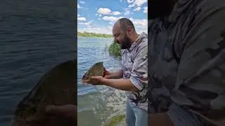 Трофеи должны жить! Лещ плывёт домой. #shorts #catchandrelease #поймалотпусти #fishmir #лещ #рыбалка