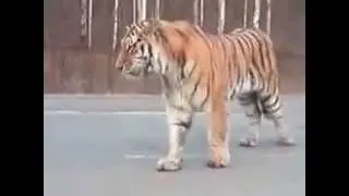 тигр ходит по дороге