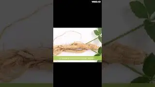 Ginseng – Everything you should know about its effects.