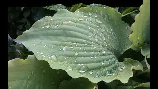 Хоста 'Cold Heart'  #hosta #hostacoldheart #хостаколдхат #хостахолодноесердце