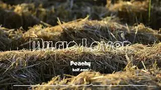 🎵 Peachy - half.cool 🎧 No Copyright Music 🎶 YouTube Audio Library