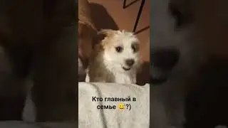 #jackrussellterrier