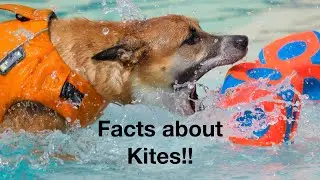 Kites