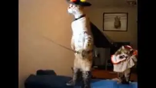 Эти милые животные 2015