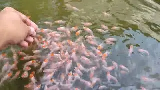 Overfeeding can quickly foul the water..