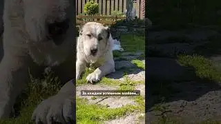 За каждым успешным алабаем, стоит… #алабай #собаки #кот