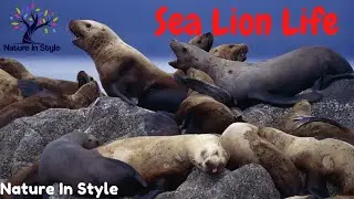 Sea Lions of the Deep | Nature In Style