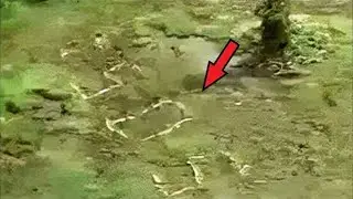 This PICTURE in the jungle SCARED THE WHOLE WORLD! Look what people have discovered!