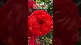 Поздравление с 8 марта! #8марта