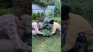Пересадки наше всё 😆 #garden #дача #сад #клумба #цветы