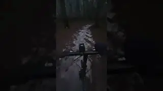 evening forest ,вечерний лес🌲