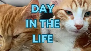 This Is What It's Like Having Two Orange Kittens - Day In The Life of a Cat Owner