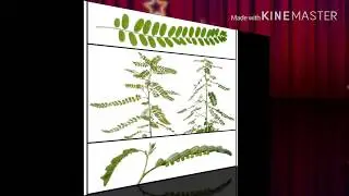 Sampa-sampalukan (Phyllanthus niruri, seed-under-leaf)#SHORTS