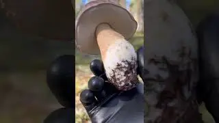 Боровики Карелии 11.09.2023 часть2