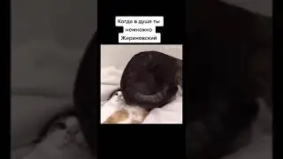 Слева кот даже окосел от наглости, в этом его прелесть - У кота хозяин Жириновский