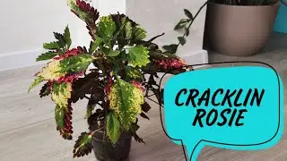 20. CRACKLING ROSIE / вегетативный колеус