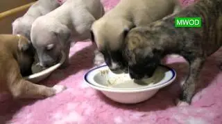 Puppies Feeding-Whippets