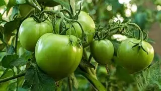 Así crecen los jitomates en casa 🍅🏡