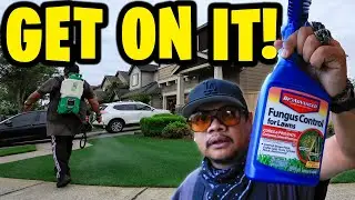 Orange Lawn? Fungicide Time!