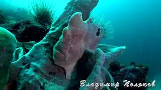 ФРОГИ на о. НЕГРОС Филиппины