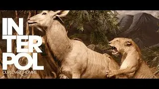 Interpol - The Scale (subtitulada al español)
