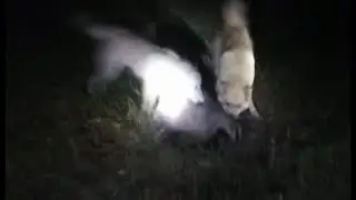 Охота на барсука с лайками 2021