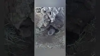 2nd Baby of Season 6 Emerges!
