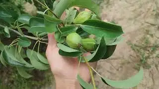 Обзор на летний сорт груши