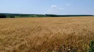 Красивое поле пшеницы по дороге в Кадницу