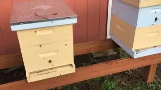Bees in January 2018, пчелы в январе 2018,
