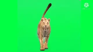 Green screen tiger walking | Green screen tiger walking video | Green screen tiger