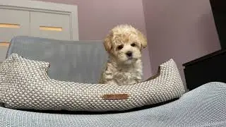 Мини мальтипу Корея