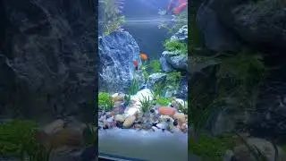 planted aquarium making