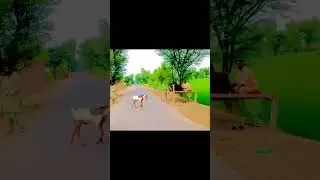 Pakistan Ka khubsrat treen mulk #funny #villagevelog #motorcycle